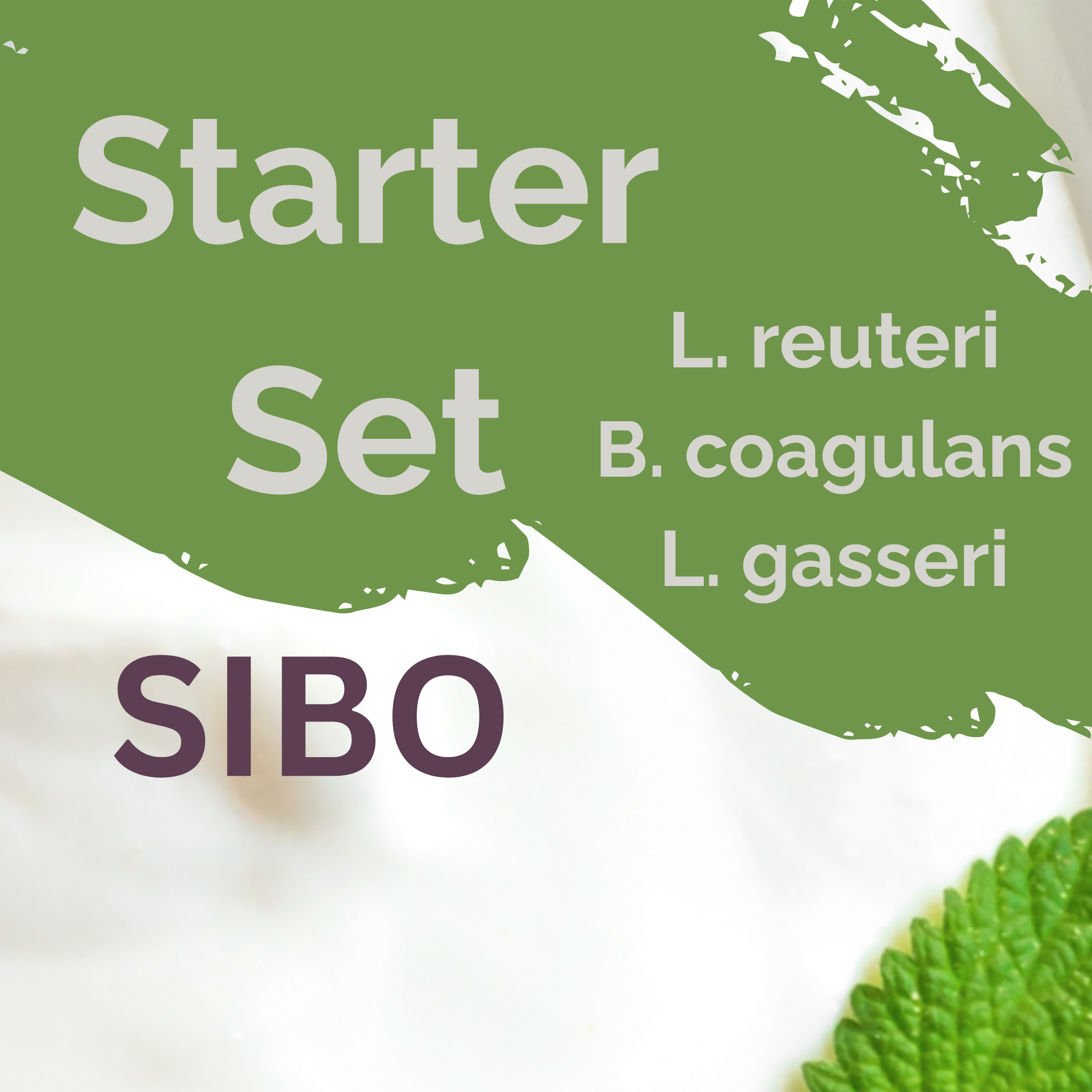 L. reuteri + B. coagulans + L. gasseri | Yogurt Starter Set | SIBO | Starter Cultures | Pack of 3